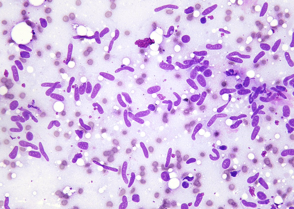 Syed Z. Ali tweet media