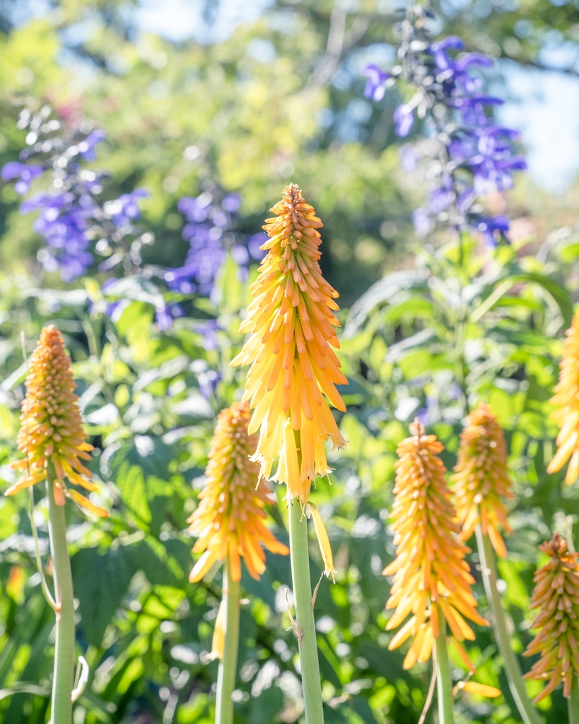 cornellfarm's tweet photo. Orange and blue are directly across from each other on the color wheel, and boy does that make for an eye-catching combo in the garden! Just look at this grouping of Kniphofia 'Mango Popsicle,' Crocosmia 'George Davidson,' and Salvia guaranitica 'Black and Bloom.' 🧡💙 https://t.co/fRDyn6YR4t