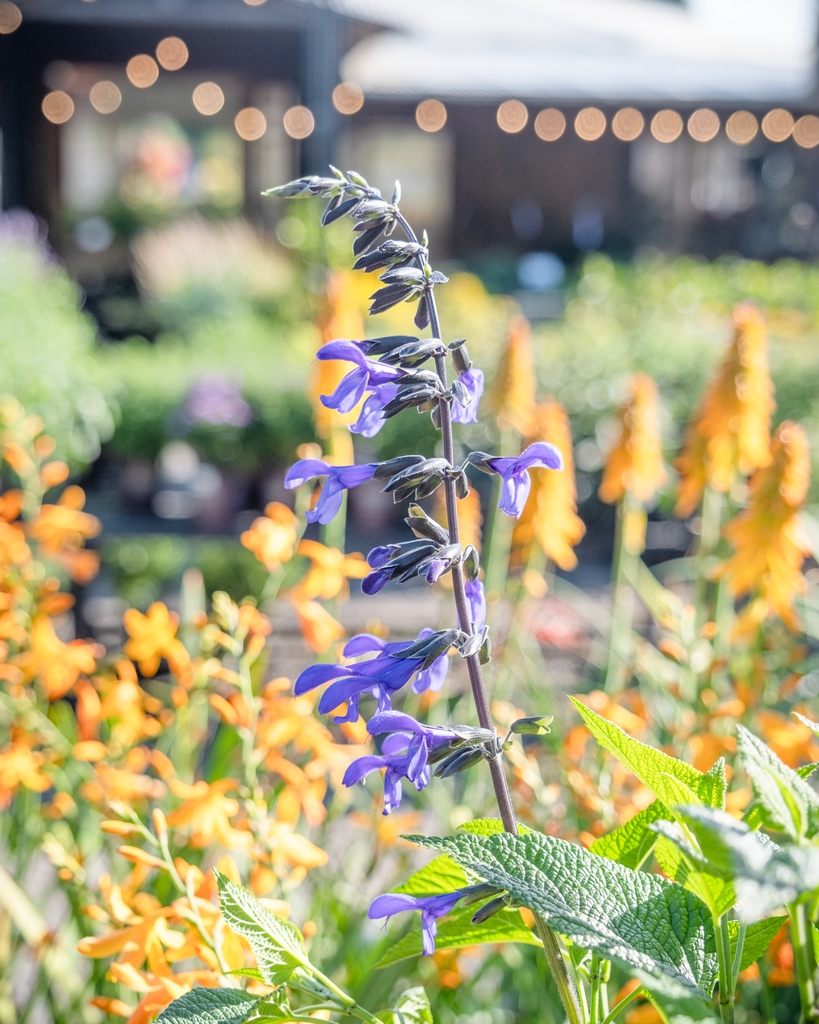 cornellfarm's tweet photo. Orange and blue are directly across from each other on the color wheel, and boy does that make for an eye-catching combo in the garden! Just look at this grouping of Kniphofia 'Mango Popsicle,' Crocosmia 'George Davidson,' and Salvia guaranitica 'Black and Bloom.' 🧡💙 https://t.co/fRDyn6YR4t