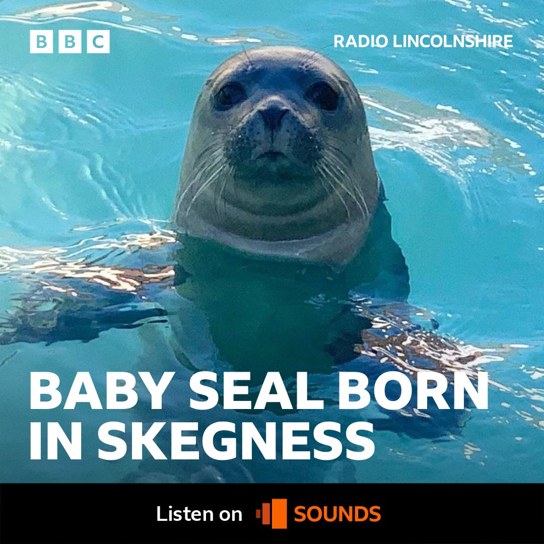 BBCRadioLincs's tweet photo. A baby seal's been born at @naturelandskeg!
We'll hear from them Live tomorrow at 0730 - in the meantime, read more about the charity here: https://t.co/ymjVdxRJAo https://t.co/DlOuo26kSP