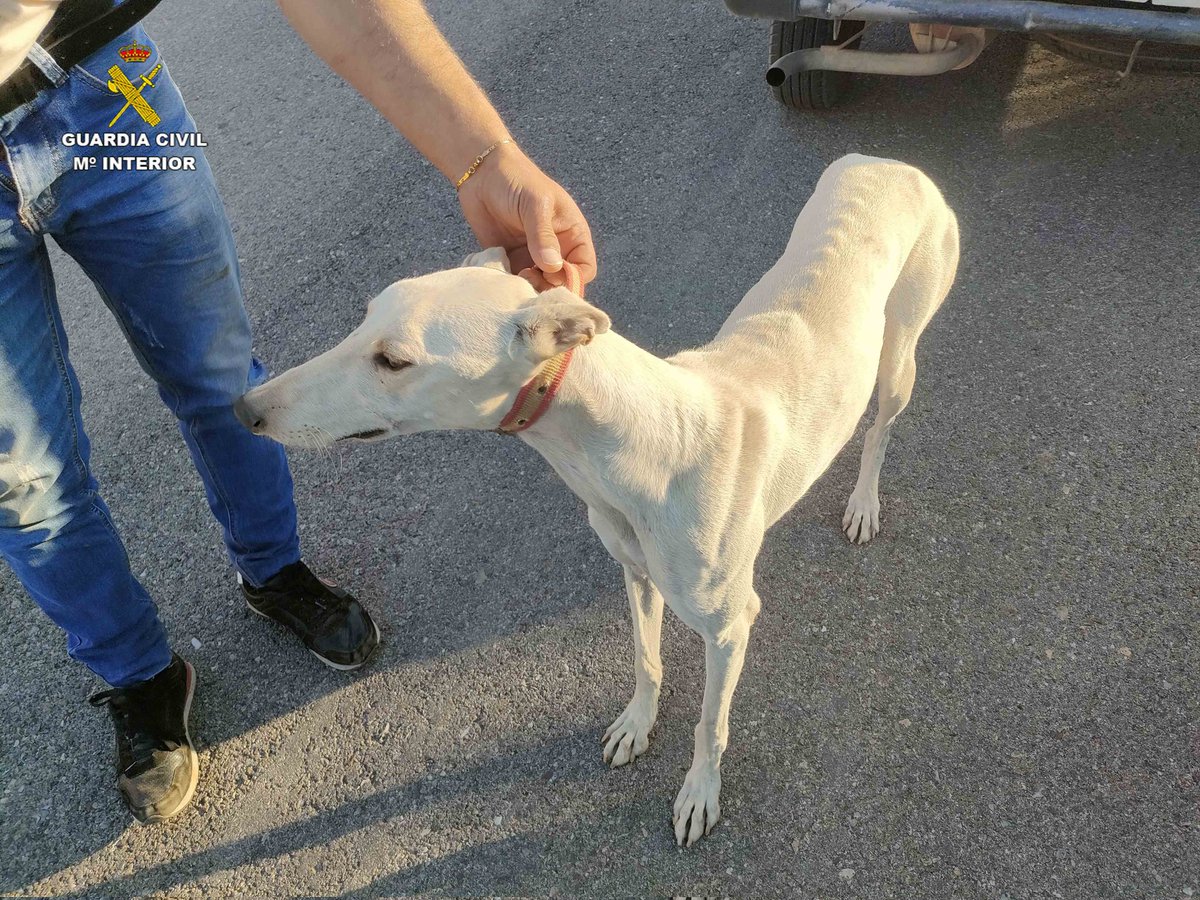 GuardiaCivilGU's tweet image. Sorprendidos por caza furtiva con galgos en el término municipal de #Quer

👉 Fueron identificados después de darse a la fuga al percatarse de la presencia de los agentes 🚨👮‍♀️👮del #Seprona

👉 Se encontraban cazando ilegalmente en una Zona de Especial Protección de aves 🦅
