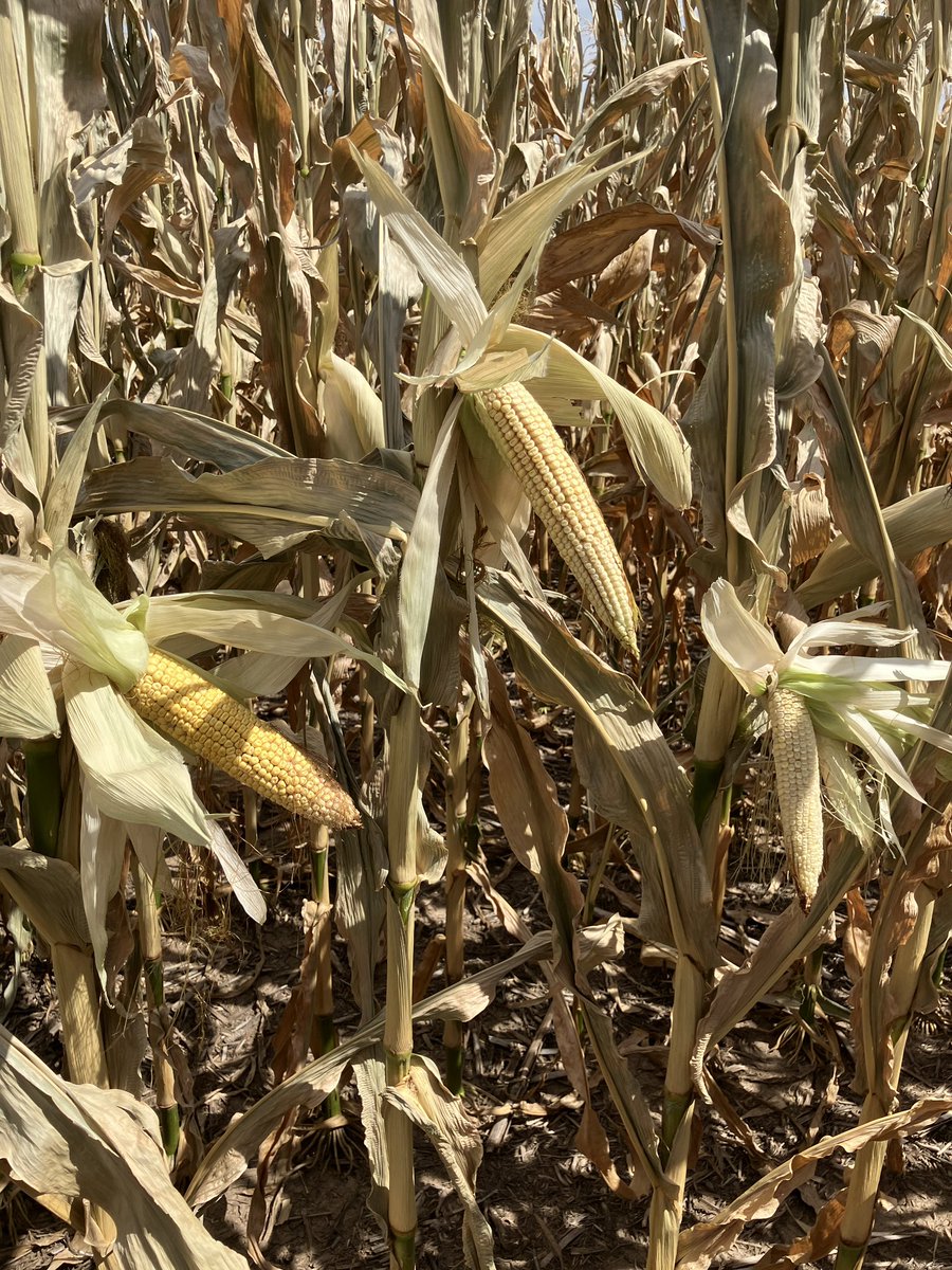 Craig Dinkel tweet media