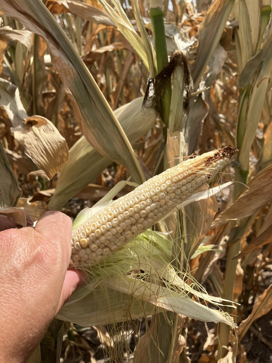 Craig Dinkel tweet media