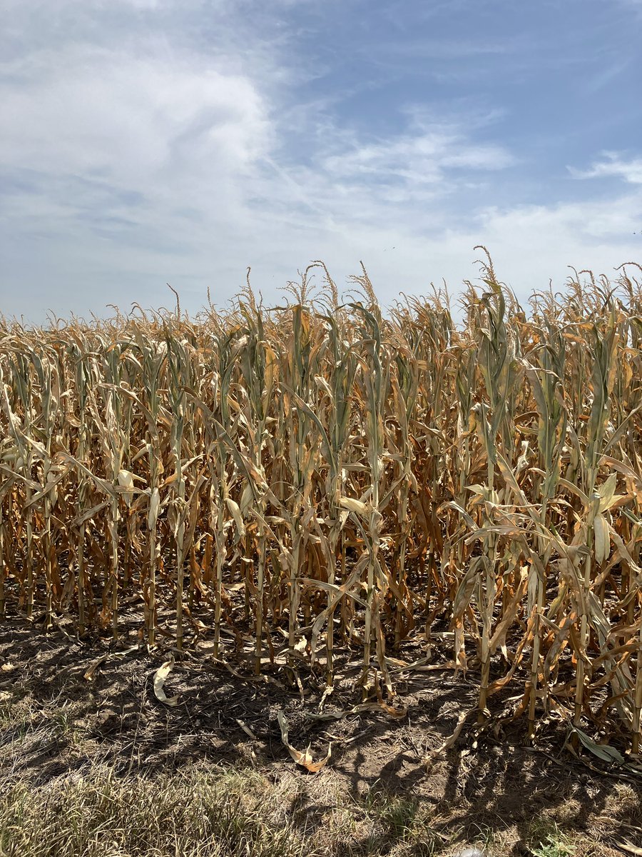 Craig Dinkel tweet media