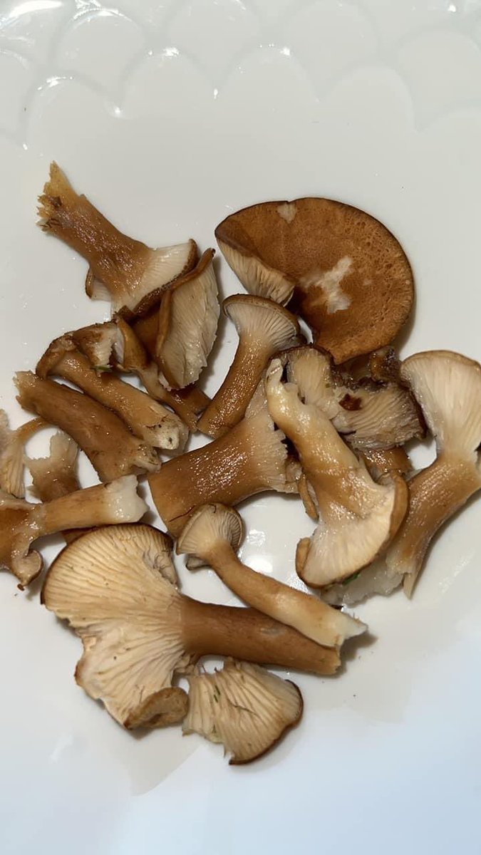 justmymind420's tweet image. Noen som vet hvilken sopp dette er? Mulig traktsopp men litt usikker da alle vokste i klynger på 3 og 3 #sopp