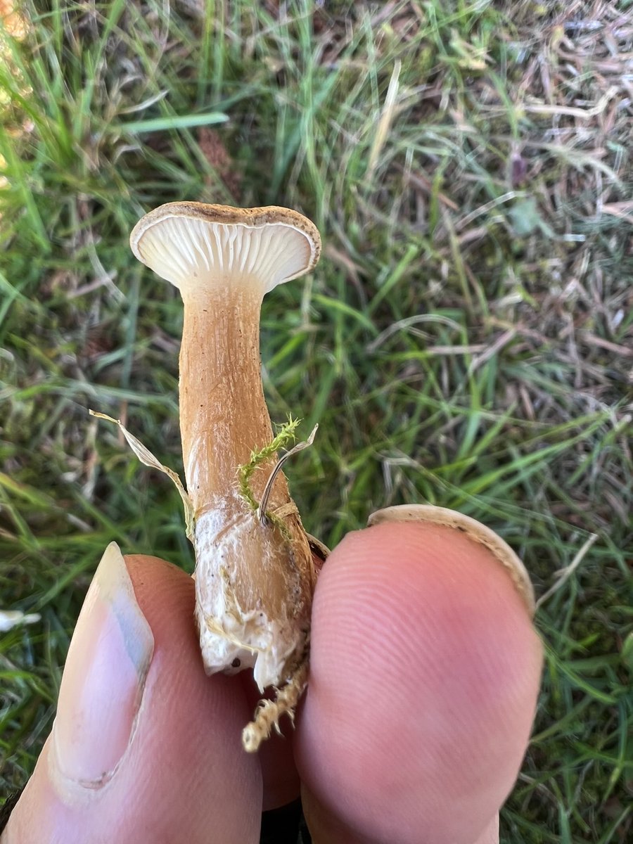 justmymind420's tweet image. Noen som vet hvilken sopp dette er? Mulig traktsopp men litt usikker da alle vokste i klynger på 3 og 3 #sopp