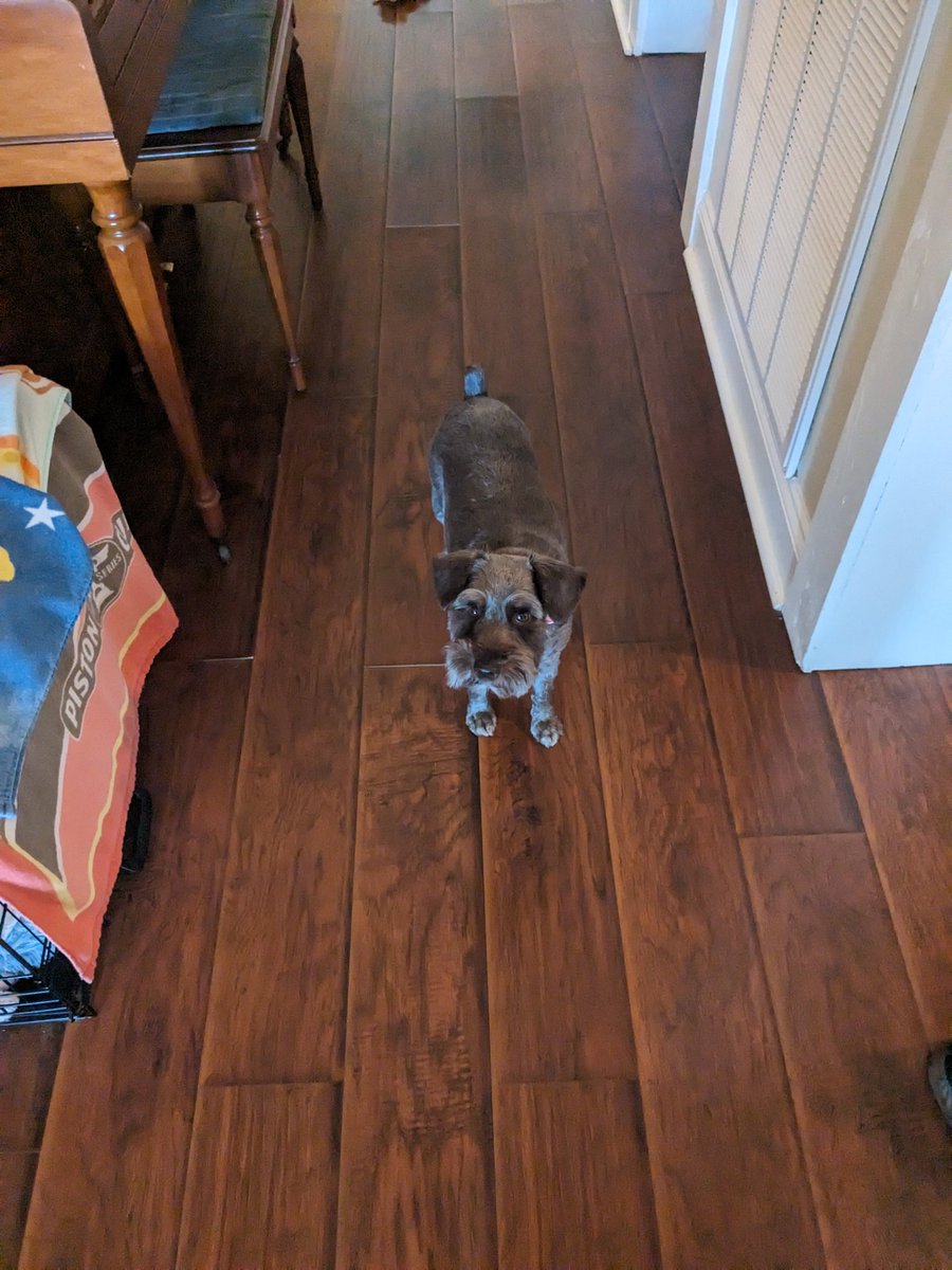 GlideGuides's tweet photo. Hehe cute pupper https://t.co/cb7tWbAcpY