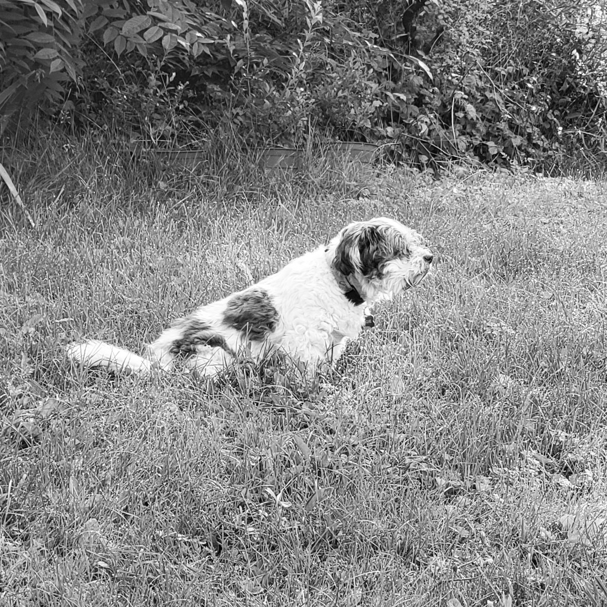 Today the final chapter of Fergie's life was recorded. Her many titles included #AdventureDog, #RugMuppet, the lead Howler of Fergie and the Cats, and Amanda's life coach. Fergie retired after 16 years and 2 months.