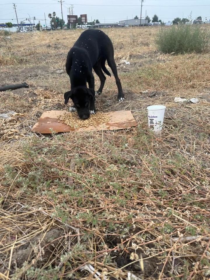 🆘 Puppy (most likely #labrador mix) found roaming in the fields in #Muscoy #California she has been there for 10 days now & the trapper reached out to see if we can help. 
Is there anyone to #foster this baby ? Must be in #Socal  
#sanbernardinocounty #cali #dogs