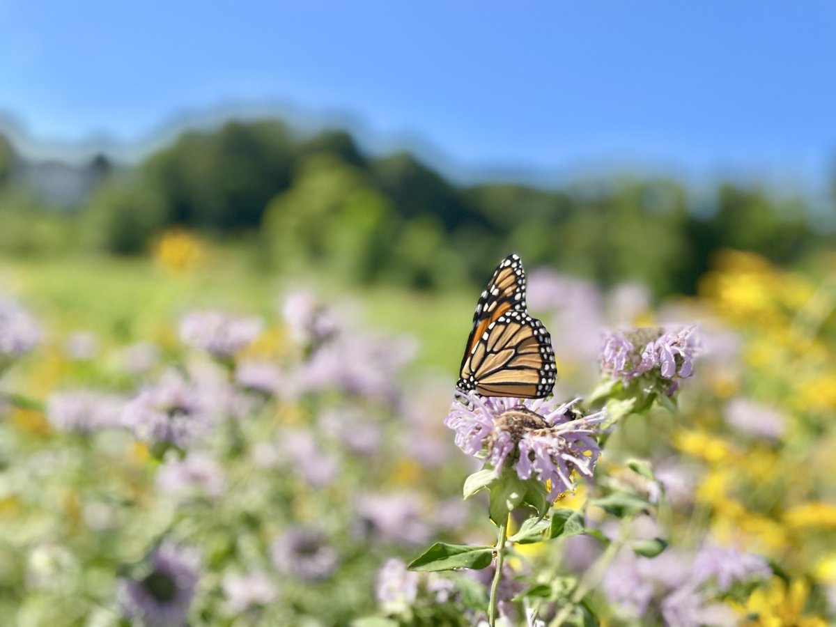 stephanie__acnh's tweet image. saw these butterflies at the park 🦋