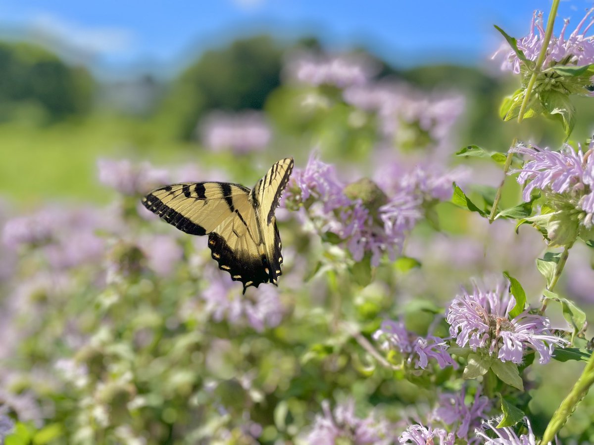 stephanie__acnh's tweet image. saw these butterflies at the park 🦋
