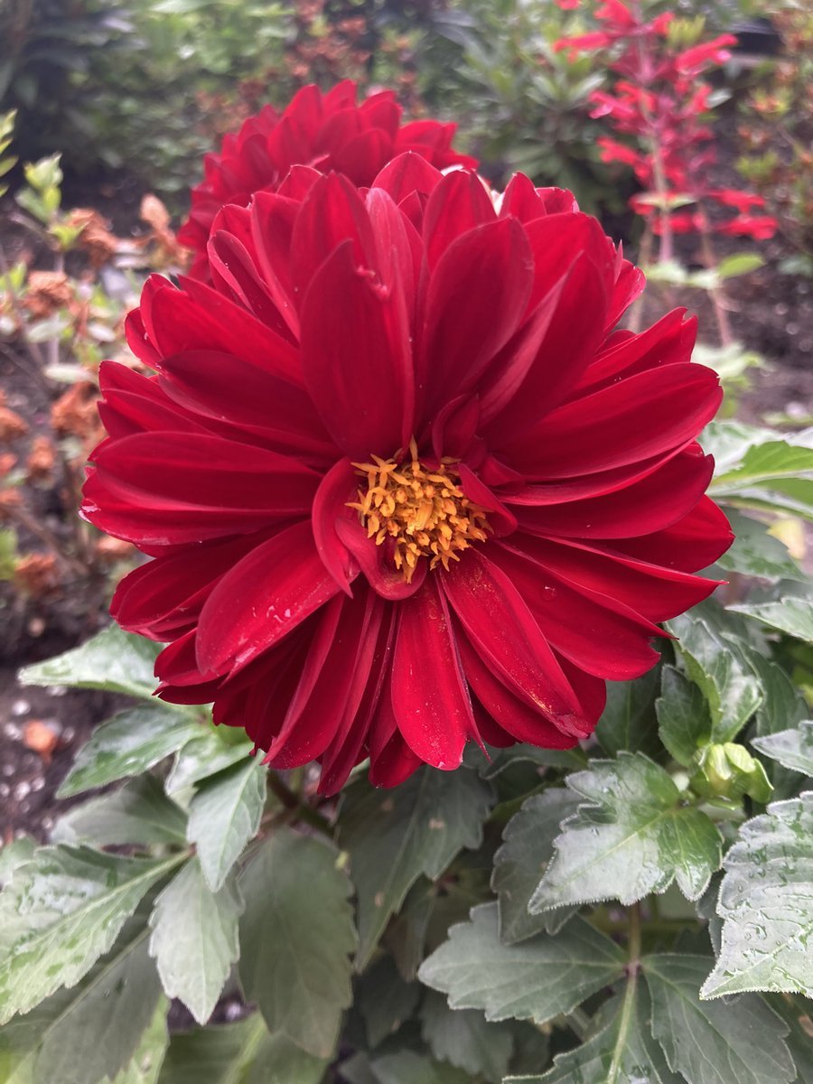 EvelynS45238640's tweet photo. Happy start of the week!Here’s Dahlia Pinnata from last spring for #MagentaMonday
I want to thank all the faithful Tweepers for making our lives wonderful and full of hope by posting their lovely gardens,flowers, trees,sunrises,sunsets, clouds, birds , foodies etc!  Y’all rock!🎶 https://t.co/12KLZIqn7V