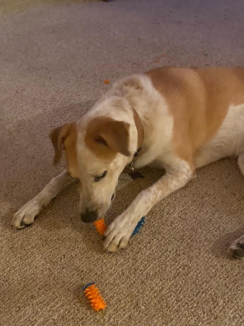 DPSRescue's tweet image. Mantis is now Odie! He is smart, has a very expressive personality and loves to play with friends one on one #DPSAlumni