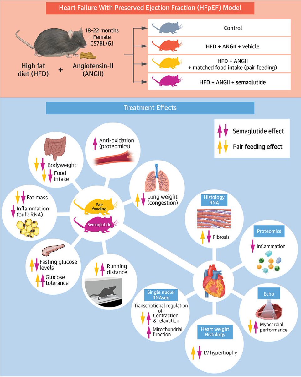 UMCG Cardiology Research Institute (@cardiologyumcg) on Twitter photo #1
🐭💓 A new preclinical study from our institute ! <a href="/AadWithaar/">Aad Withaar</a> and <a href="/LauraMeems/">Laura Meems</a> explored semaglutide in the context of #HFpEF
<a href="/rudolf_deboer/">Rudolf de Boer</a>
#MondayScientificSnack #1
🐭💓 A new preclinical study from our institute ! <a href="/AadWithaar/">Aad Withaar</a> and <a href="/LauraMeems/">Laura Meems</a> explored semaglutide in the context of #HFpEF
<a href="/rudolf_deboer/">Rudolf de Boer</a>
#MondayScientificSnack