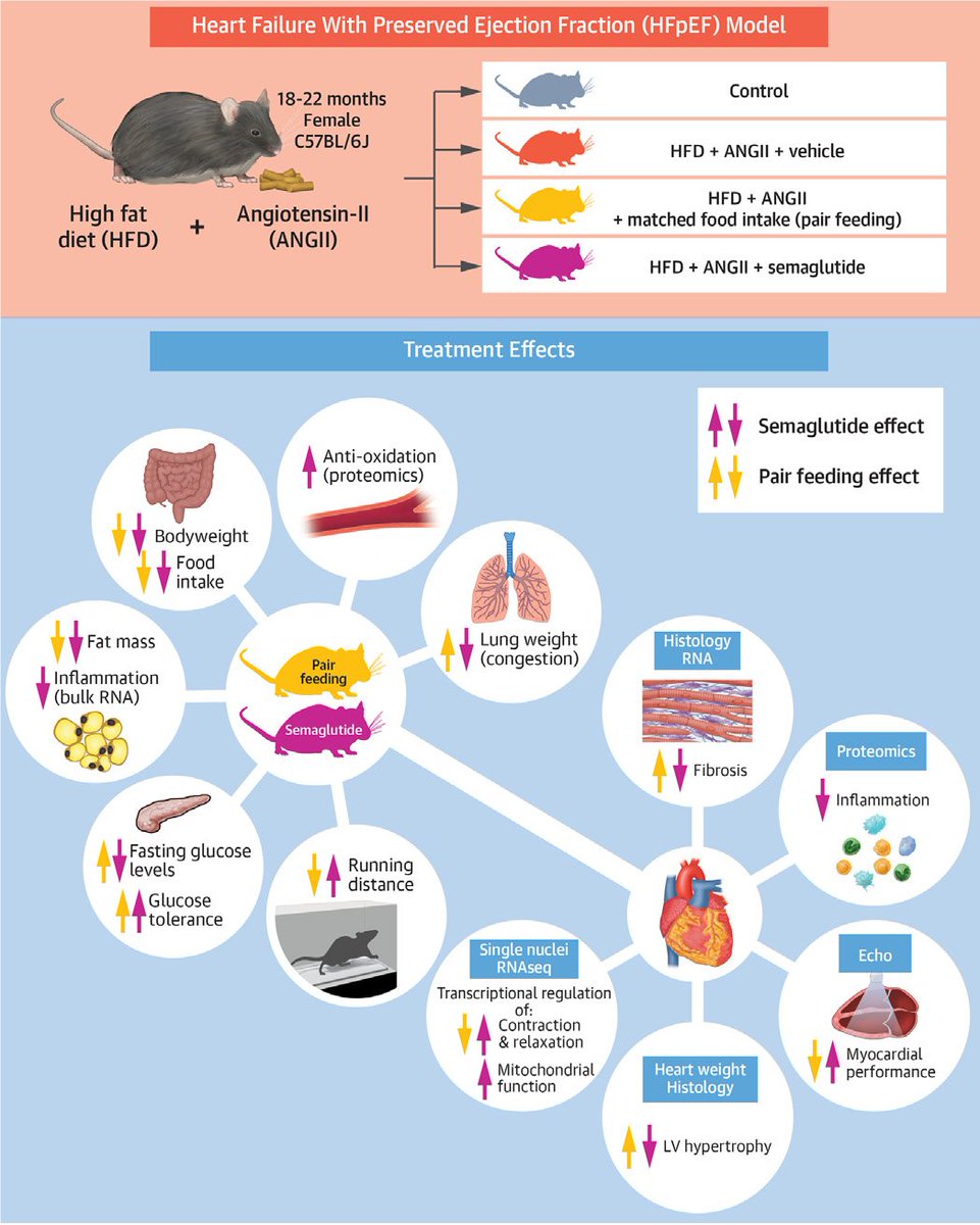 #1 🐭💓 A new preclinical study from our institute ! @AadWithaar and @LauraMeems explored semaglutide in the context of #HFpEF @rudolf_deboer #MondayScientificSnack