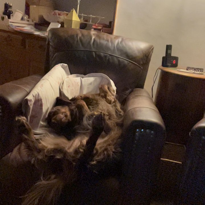 Tom Griffiths tweet media