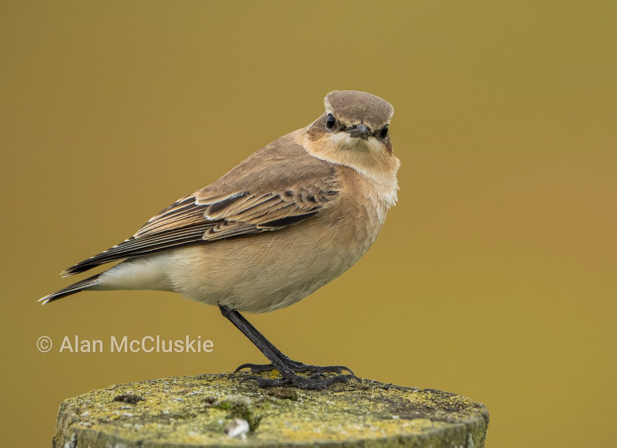 #Wheatear on the Ridgeway nesr Swindon #wiltsbirds already heading south for the winter. #ThePhotoHour #birds #birdphotography @rawbirds @Britnatureguide @SwindonWS