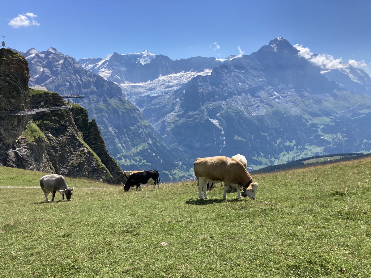 Rafael Dix-Carneiro tweet media