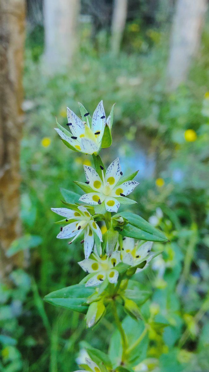 BiologyLums's tweet image. Beautiful wild flowers of Baltistan #BIO102 @sbasselums #LUMSxUOBS23