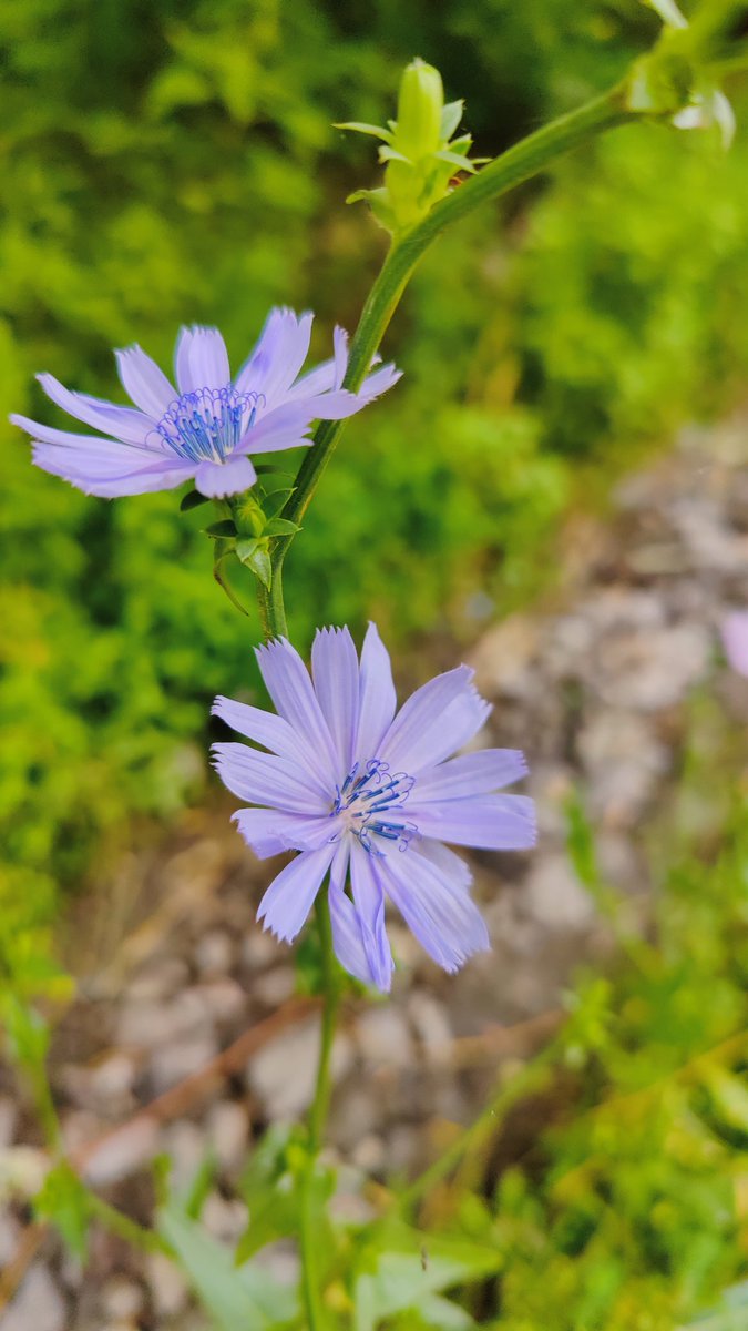 BiologyLums's tweet image. Beautiful wild flowers of Baltistan #BIO102 @sbasselums #LUMSxUOBS23
