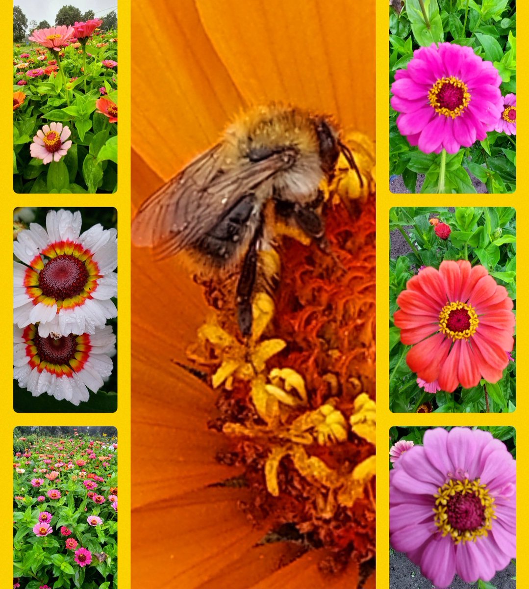 IhboanArts's tweet photo. Ff tijd voor 't zomergevoel.......🤩

#flowers #moestuin #bloemetjesbijdebuurman #Twente #zomergevoel #zomer #summier #evengenoegregen https://t.co/IfAIZG3nm3