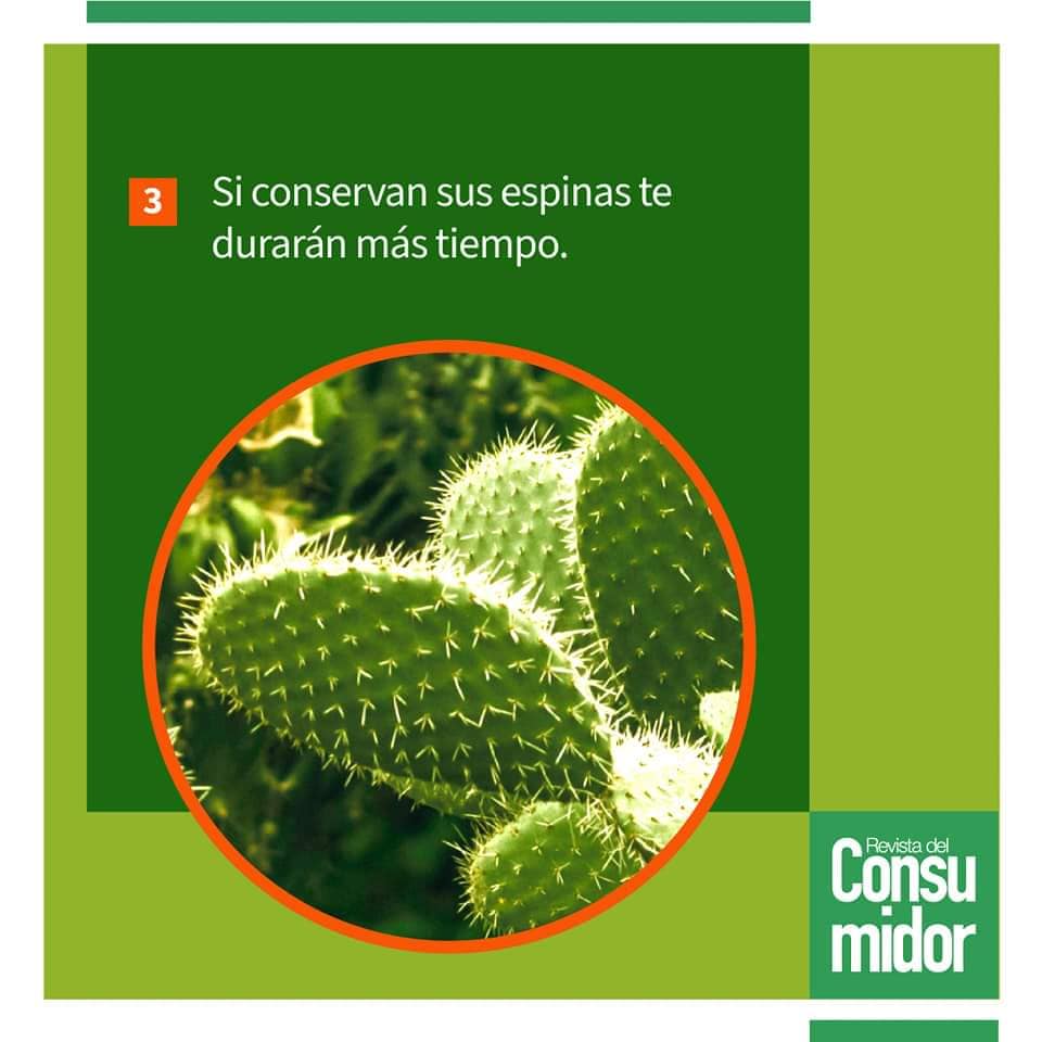 Profeco's tweet photo. 🌵Esta Temporada consume Nopal, ya que ayuda a eliminar el colesterol elevado y controla el exceso de ácidos gástricos, protege la mucosa gastrointestinal y previene las úlceras.
🛒Sigue nuestros #TipsProfeco al comprar y conservar nopales.💚
#ComeSaludable https://t.co/UpMmmw8Uec