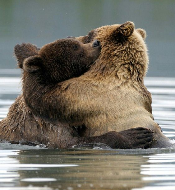 Todo Dia Ursos (@tododiaursos) on Twitter photo 