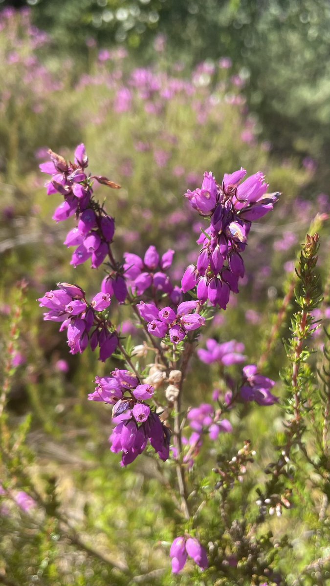 catztayl's tweet photo. 203/365 blooming bell Heather #365in2023 #flowers #shotoniphone #Scotland #plantlife #summerflowers #stillcatchingup https://t.co/7hZ04YBuhD