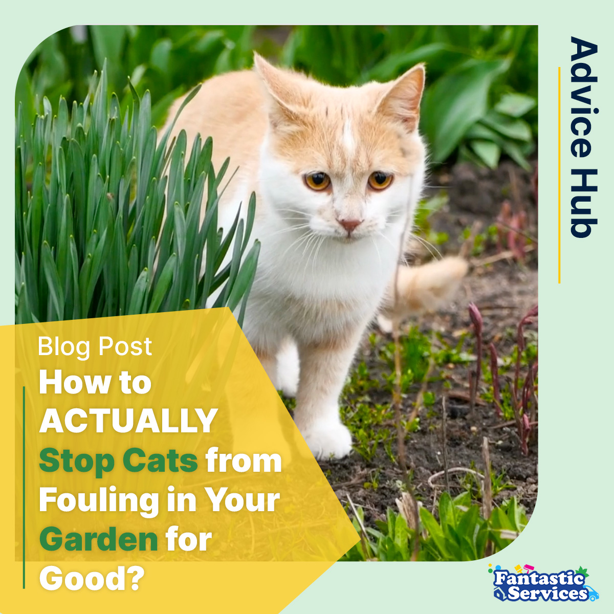 Fantastic's tweet photo. 💡 Discover effective and humane methods to protect your precious garden space from cats
📖 Dive into the article here: https://t.co/6ujofPihnC
#GardenTips #gardening #GardenSolutions #FantasticServices #advicehub https://t.co/R3UY8tCqBp