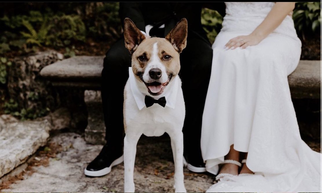 Joshua Hersch tweet media