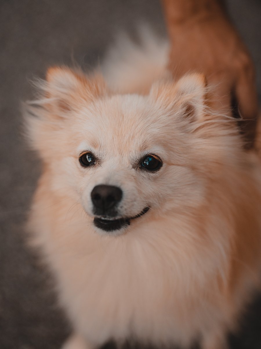 Diegocorma's tweet photo. The little Mochi, 1 year and a half of pure energy
#dogphotography #portraitphotography #dog https://t.co/Pnng9WpaYF