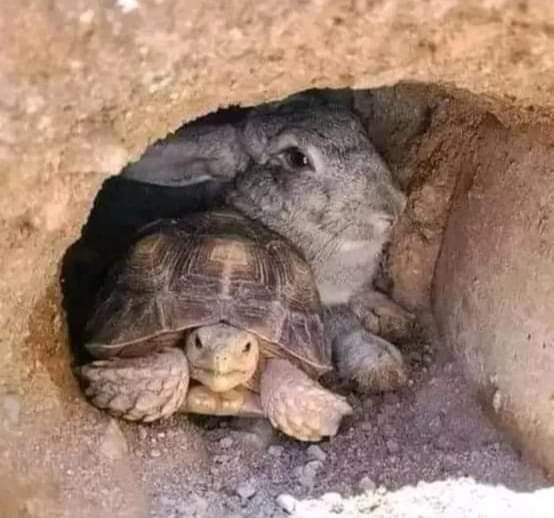 SadaqatWith's tweet photo. کچھوے اور خرگوش ن کہا ہے کہ:
 "کٸی صدیوں سے سناٸی جانے والی ہمارے درمیان دوڑ کے مقابلے کی کہانی من گهڑت، حقاٸق کے برعکس ہے۔ ہم نے اس قسم کا کوٸی مقابلہ نہ تو مکیا ہےاور نہ مستقبل میں کوٸی ارادہ رکھتے ہیں۔" اور 9 مئی کے واقعے کی پرزور مذمت کرتے ہیں اور ہم پاک فوج کے ساتھ کھڑے ہیں۔ https://t.co/9VLvgi9WPN