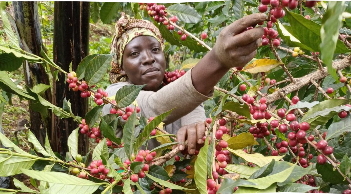 Uganda Devlet Başkanı
Yoweri K. Museveni
diyor ki

Dün
emperyalistlerin uyguladığı köle ticaretinin yerini
bugün
mal ticareti aldı.

Ne demek istediğimi kahve ticareti üzerinden anlatayım.

Bugün
dünyada kahve ticaretinin oluşturduğu ekonomik hacim 460 milyar dolardır.
Neredeyse