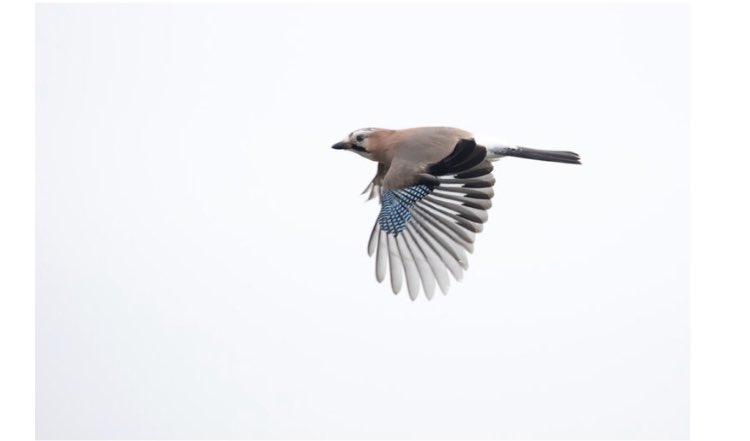 BirdsInFlight's tweet image. During the last months Mathias added tons of new pictures and this is the first new species since some time: Eurasian Jay
-&amp;gt; birds-in-flight.net/?p=13791
BIF will undergo a major change regarding sound recordings and specs by end of the year and we‘ll add a new feature to the page…