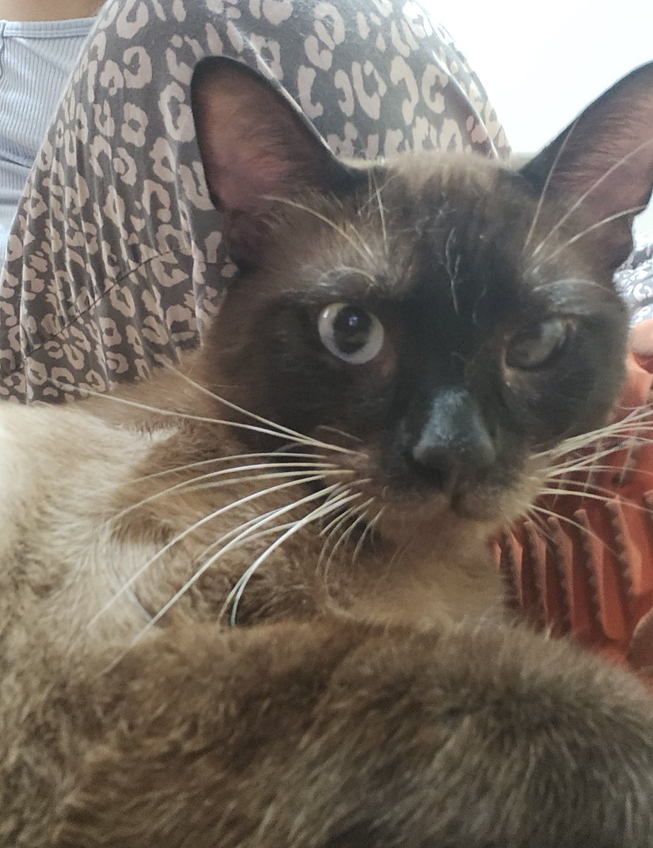 CatConnectionLA's tweet photo. Meet Chocolate a 2 yr chocolate Point #Siamese. He has 1 cloudy eye but it does not affect his vision. He is affectionate with everyone he meets., loves to sit on laps, good with other #Cats, Dogs and children;  contact Maria: 323.637.8702 or steelers8068@yahoo.com #AdoptDontShop https://t.co/8ds7v1sMMc