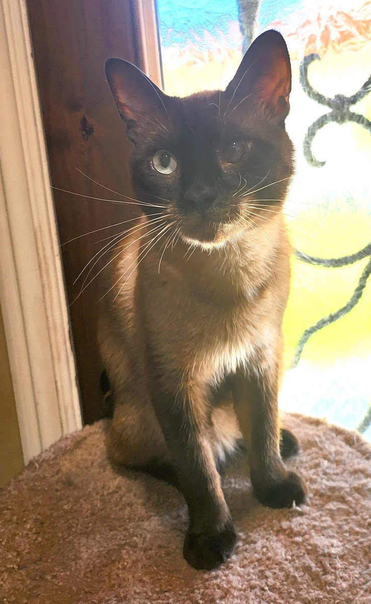 CatConnectionLA's tweet photo. Meet Chocolate a 2 yr chocolate Point #Siamese. He has 1 cloudy eye but it does not affect his vision. He is affectionate with everyone he meets., loves to sit on laps, good with other #Cats, Dogs and children;  contact Maria: 323.637.8702 or steelers8068@yahoo.com #AdoptDontShop https://t.co/8ds7v1sMMc
