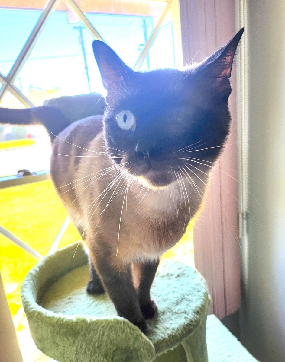 Meet Chocolate a 2 yr chocolate Point #Siamese. He has 1 cloudy eye but it does not affect his vision. He is affectionate with everyone he meets., loves to sit on laps, good with other #Cats, Dogs and children;  contact Maria: 323.637.8702 or steelers8068@yahoo.com #AdoptDontShop