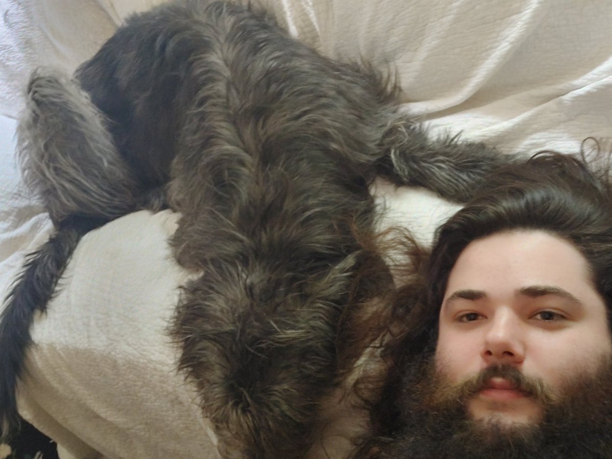 I get to house sit this massive irish wolfhound