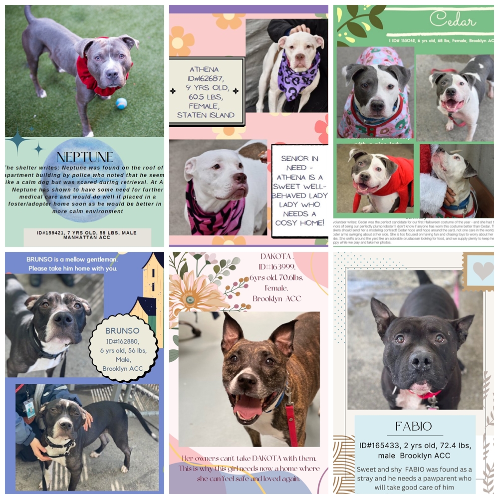 NMBewitched's tweet photo. Long Stays 
#NYCACC   
Currently there are 20 dogs that have been at ACC too long
#Adoptable dogs that need to be seen  

These are the 6 that have been there the longest 
Pls #RT #Pledge #Adopy #Foster   

Info 
https://t.co/3CNci1Yv03

Let's get them home 
DM @SuzanneSugar https://t.co/MEqqaARyiq