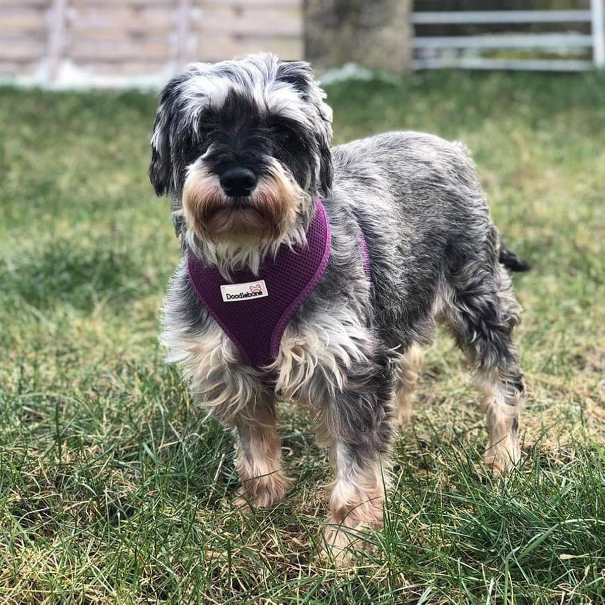 graemegoode's tweet photo. #lostdogslive
#findkonnieschnauzer

Please help we need her home please share https://t.co/ryzawLCF61