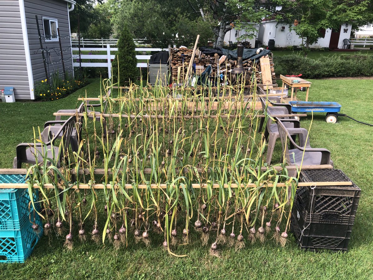 Garlic harvesting time.  All set to be cured.  No vampires at the Santos Household 😃