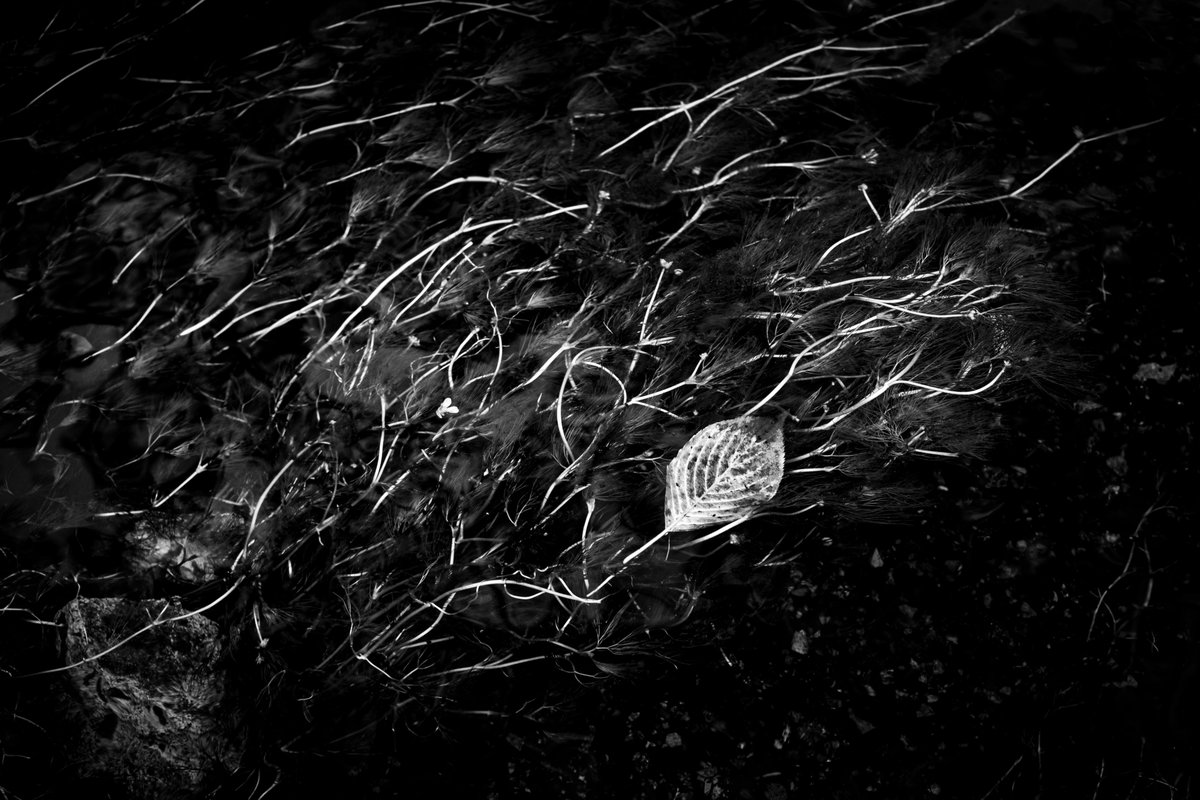 almightygenera1's tweet image. 