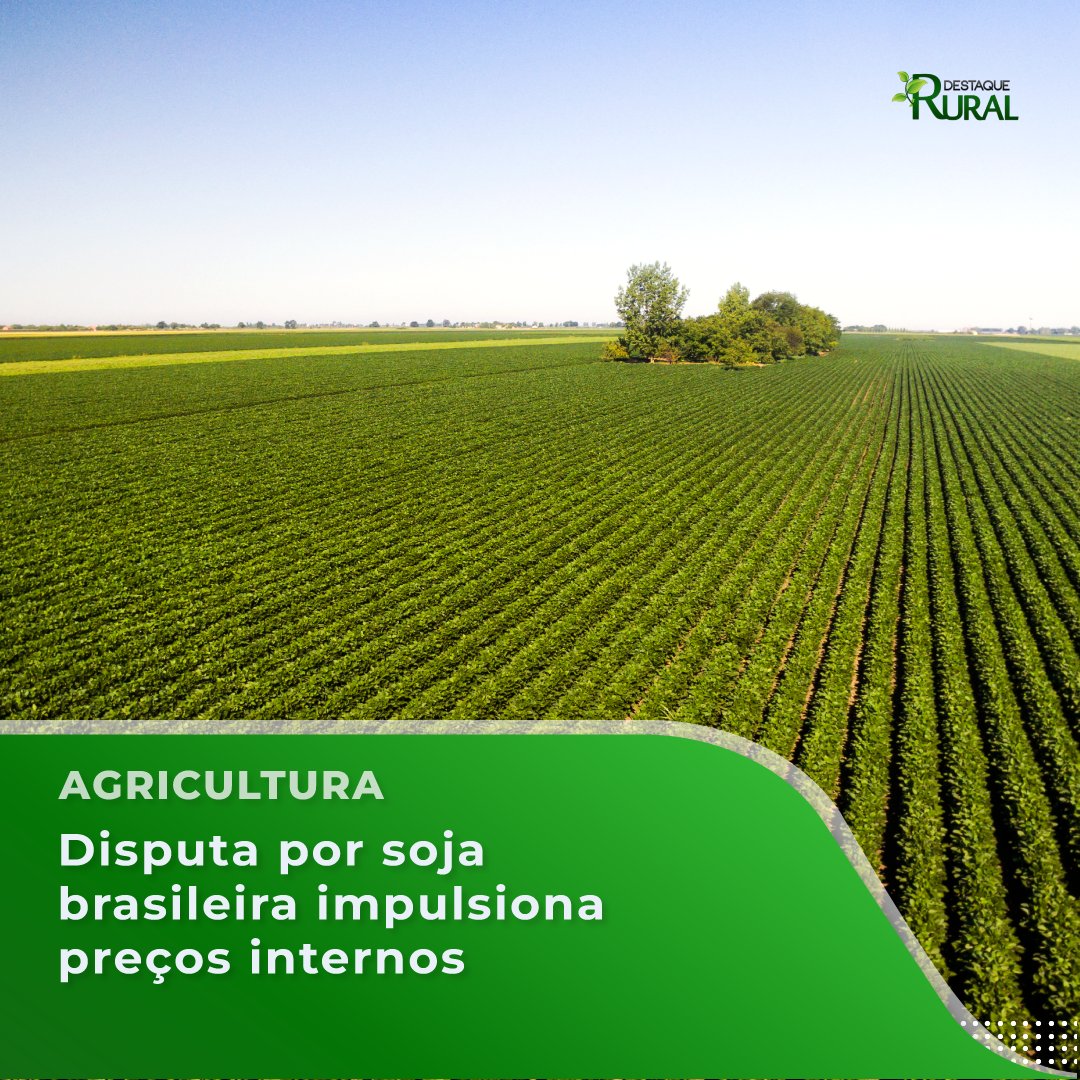 destaquerural's tweet photo. 📲Leia pelo link https://t.co/q1VFP9WZfR

#destaquerural #agronegócio #agro #pecuaria #agropecuaria #produçãoagricola https://t.co/FDXxwZL1PH