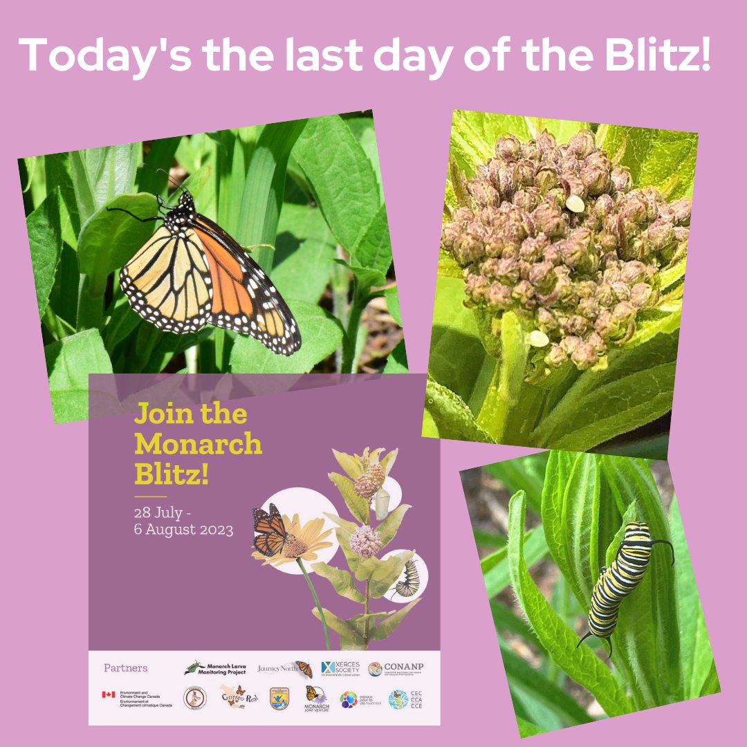 Today's the final day of the 7th annual International Monarch Monitoring Blitz. Please submit your reports of monarchs and milkweed at bit.ly/3ePlJb6 Results from this collaborative effort will be compiled and shared among our partner groups. Thank you! #MonarchBlitz