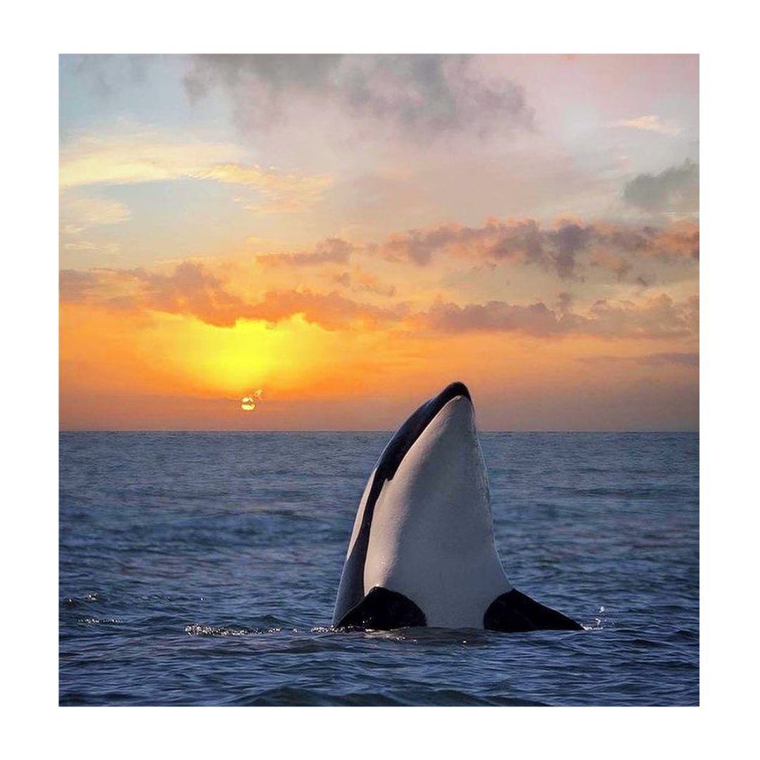 PlusMensajero's tweet photo. 📸 Disfruta de estas hermosas postales de 🐋

 😊 ¿Cuál de estas fotos te gusta más?⁣ https://t.co/otIuwjJA0X