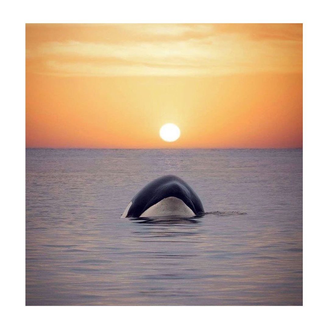 PlusMensajero's tweet photo. 📸 Disfruta de estas hermosas postales de 🐋

 😊 ¿Cuál de estas fotos te gusta más?⁣ https://t.co/otIuwjJA0X
