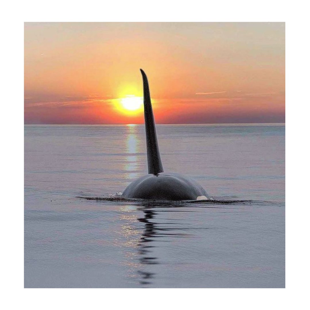 📸 Disfruta de estas hermosas postales de 🐋

 😊 ¿Cuál de estas fotos te gusta más?⁣