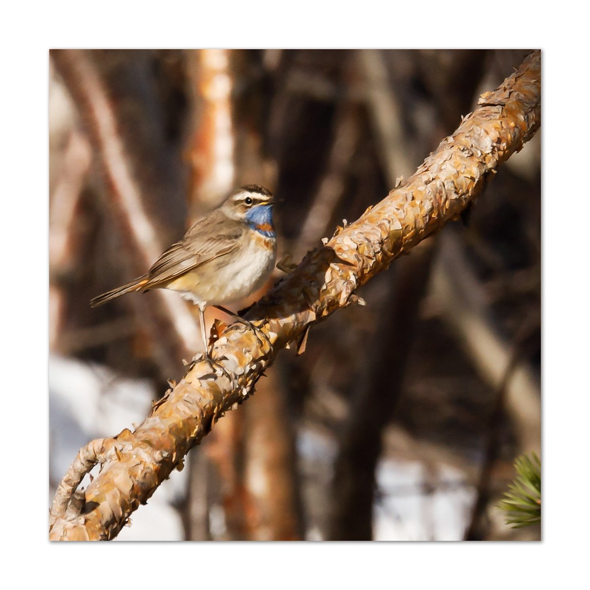 #AnimalWildlife #Outdoors #Wildlife #OneAnimal #Nature #CloseUp #bird #wildlifephotography #thephotowalkpodcast #shapingthelightwithgreg #diginordic #photopluscanonmagazine #photographymasterclassmagazine #outdoorphotographymagazine #canon_photographer #picoftheday #tamronlenses