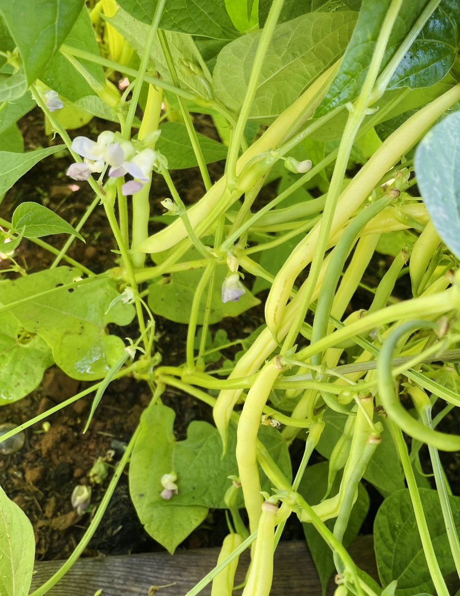 🌻 going to have garden beans for dinner : ^ )