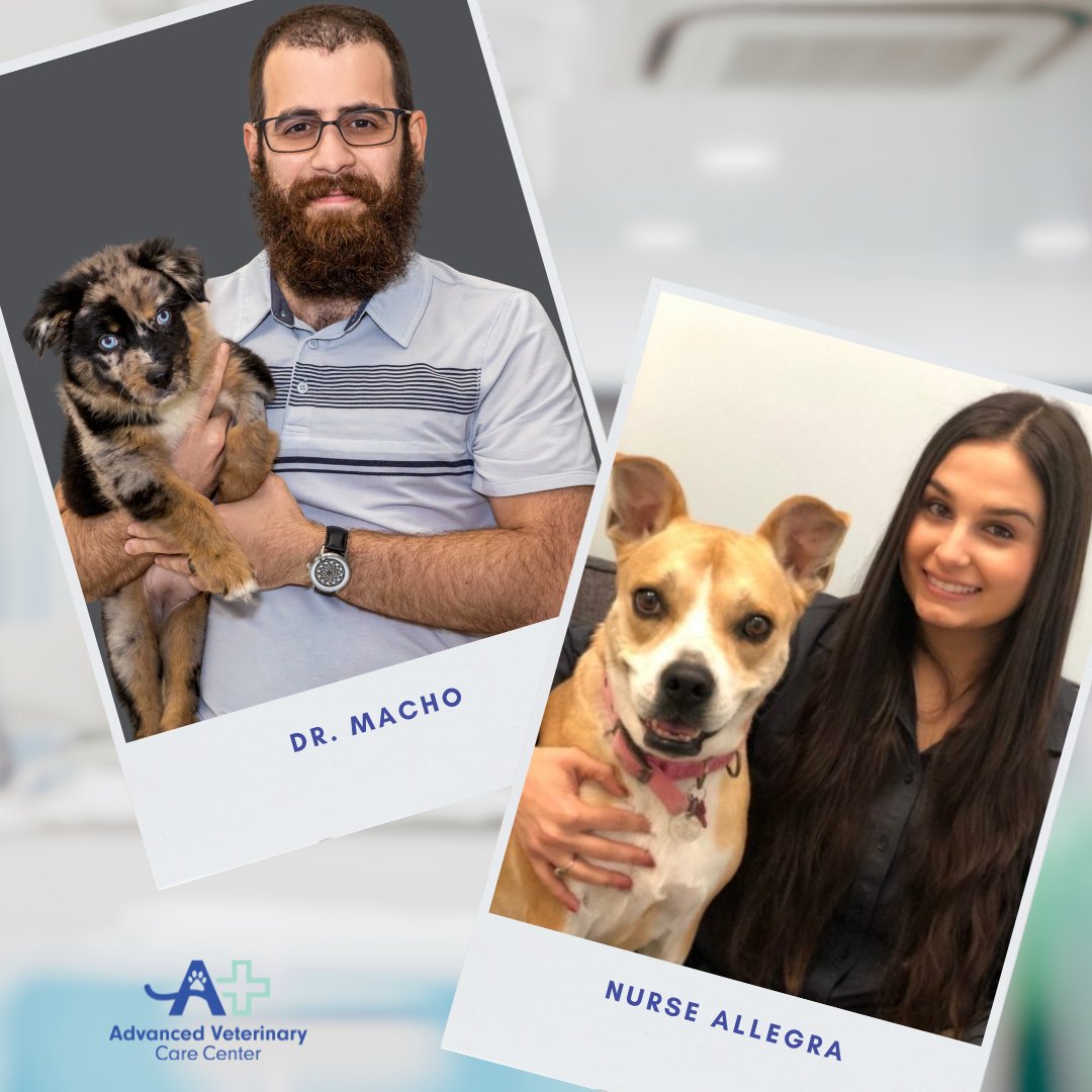 advanced_vet's tweet photo. “Outstanding 1st time experience at this vet clinic,” says pet owner Monica M. “The internal medicine team went above and beyond!! Dr. Macho is extremely knowledgeable and Nurse Allegra is exceptional. Front desk is also very courteous and helpful.” Thank you, Monica! #advetcc https://t.co/AjZiJuzpOq